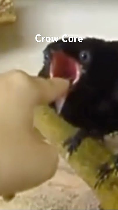 Crow Core #animalshorts #cuteanimals #crow #crows #raven #ravens #bird #birds