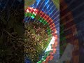proses memanen cengkeh. Daily vlog.harvesting cloves. Rurallife. Natural. Beautiful word