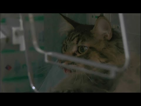 Vidéo: Un Chat Cruellement Jeté Du Balcon Vit Miraculeusement