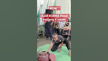 wow Ularnya Besar Banget ( Bangbung hideung medley) #shorts #bajidoranfullalbum #nicoentertainment