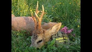 Medal roebuck shot with Robin Hunting Agency - Jagd in Polen mit Robin Hood Jagdbüro