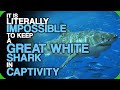 It Is Literally Impossible To Keep A Great White Shark In Captivity