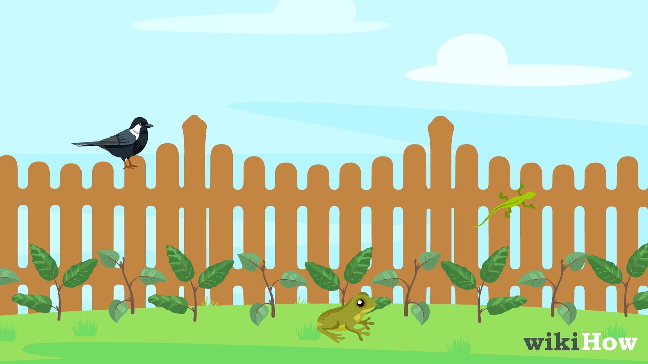 How to Get Rid of Caterpillars
