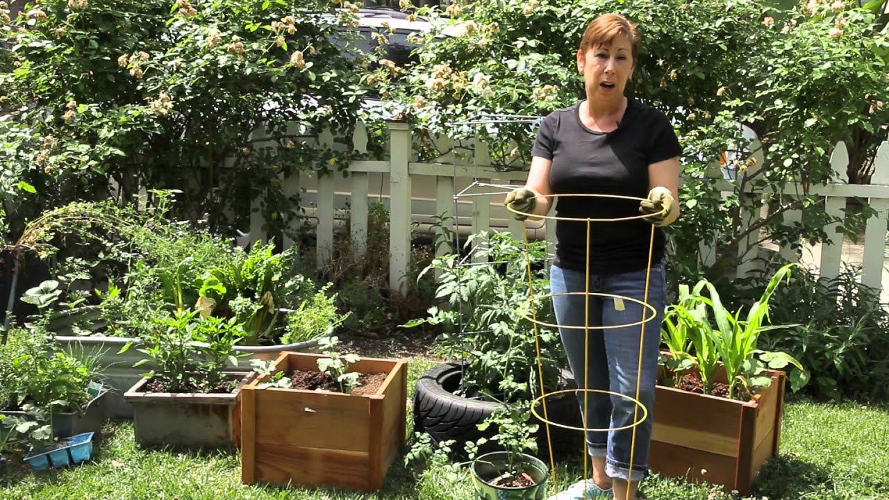 How to Set Up a Round Tomato Cage : Garden Space