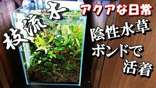 『細枝流木が成す陰性水草の森』レイアウト【陰性水草ボンドで活着】アクアな日常