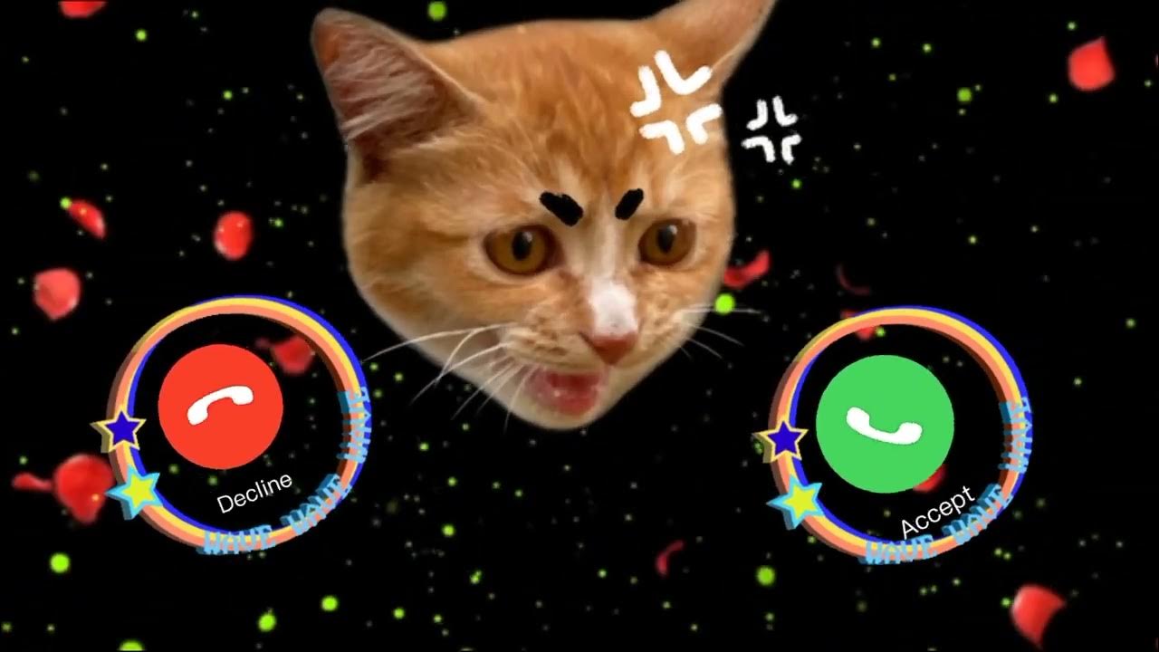 cats,🍏 Apple 🍎 Ringtone iphone pro iphone cat YouTube