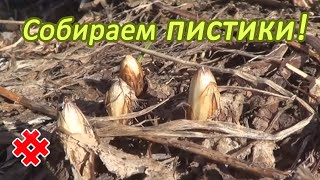 видео: Творим чудеса! Собираем пистики! картинка: Творим чудеса! Собираем пистики!