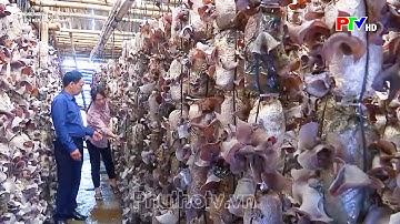 Kiếm hàng trăm triệu đồng nhờ trồng nấm - Kỹ thuật trồng Nấm