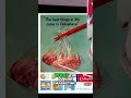Plastic The Miracle Material That Changed The World!