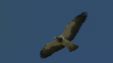 Swainson