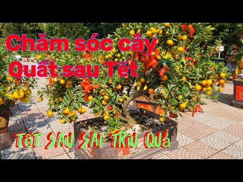 Cách trồng và chăm sóc cây Quất ( cây hạnh) sau Tết , năm sau quả sai trĩu cành, 100% thành công. mới nhất 2023