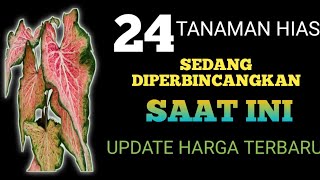 Tanaman Hias Sedang Diperbincangkantanaman Hias Viraltanaman Hias Paling Laris
