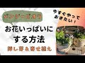 《買ってきたらすぐやりたい！》パンジー・ビオラをお花いっぱいにするコツ／挿し芽で増やそう／寄せ植え脇役は〇〇から引っこ抜いてくる