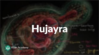 Hujayra | Hujayralar |  Yuqori sinf biologiyasi