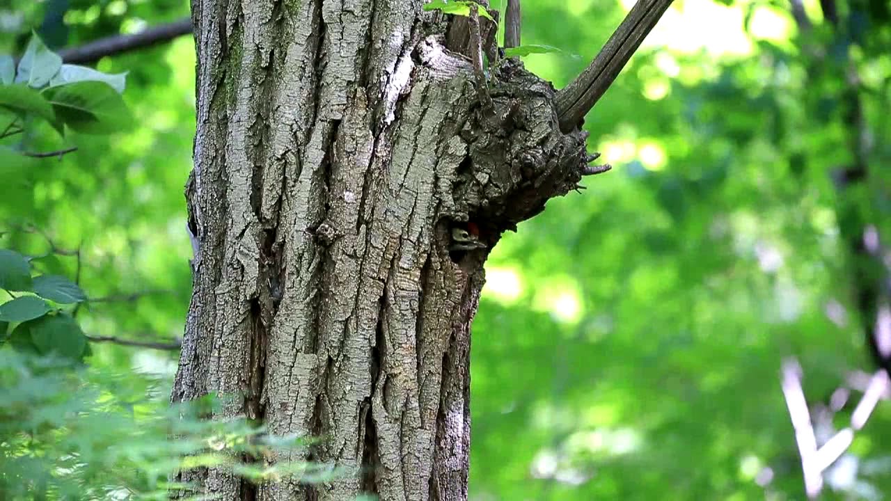 2020 06 01 woodpecker 