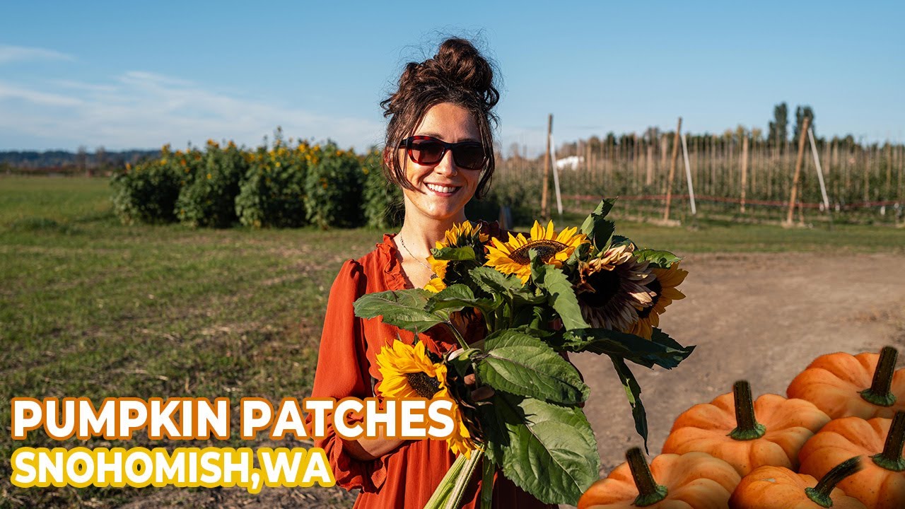 3 BEST Pumpkin Patches To Explore In Snohomish, WA