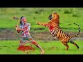 Tiger attack man in the forest   tiger attack  royal bengal tiger attack tiger attack in jungle