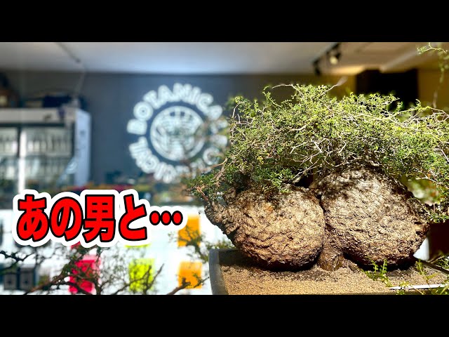 『塊根植物/コーデックス』あの男とパキプス見ながら雑談 BOTANICAL BOTANICAL2024.7.13