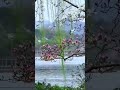 210_1_0_002-多情是否应有罪 谢采妘_544