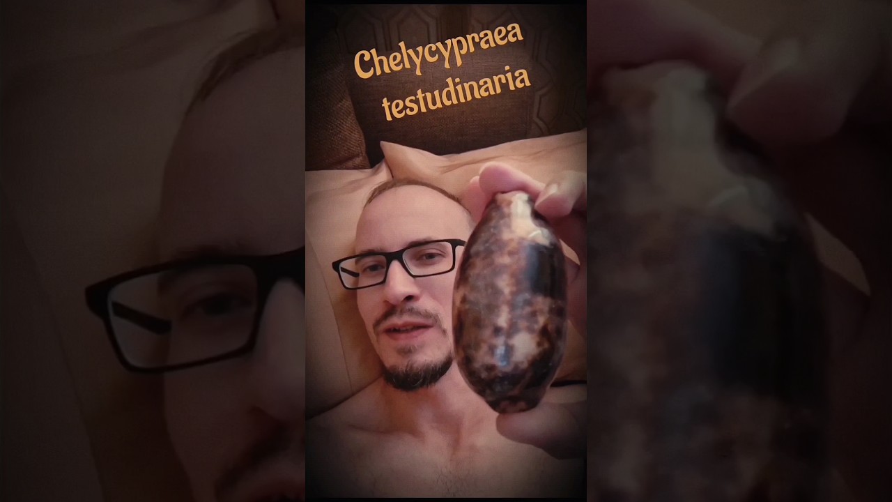 Chelycypraea testudinaria  Черепаховая каури 🐢🐢