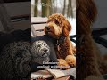 Stickdatei-Applikation Goldendoodle Chooper #embroidery #stickdatei #stickdesign #stickmaschine