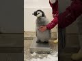 飼育スタッフ VS エンペラーペンギンの赤ちゃん