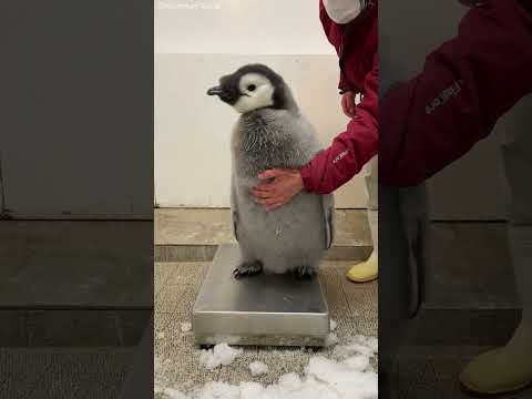 Baby Penguins And Keeper