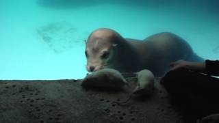 Java Rat Enrichment