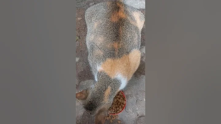 Video 9202641: bengal cat, big cat rescue, cat rescue cute, mother cat, cat cute adorable, cute kitten