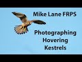 Photographing Kestrels