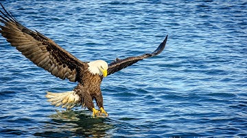 Feeling Myself Eagle Music Video: C-state assignment