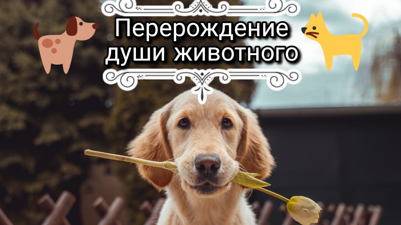 Реинкарнация души животного. Перерождение души. Домашние питомцы. Смерть и рождение