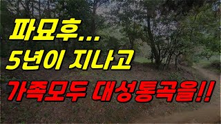파묘후 5년이 지나 가족모두 돌아가신 아버지를 생각하며 눈물흘리게 만든 묘, 다시 찾은 파묘터 명당풍수 풍수감정 화장묘 납골당 묘지감정 #풍수지리 #산보는법 #풍수이론