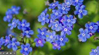 The Flowers by Alice Walker