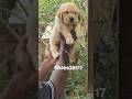 Golden retriever puppies available in kerala #shorts