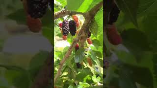 memetik buah murbei hitam yang sudah matang langsung dari dahan pohon di kebun