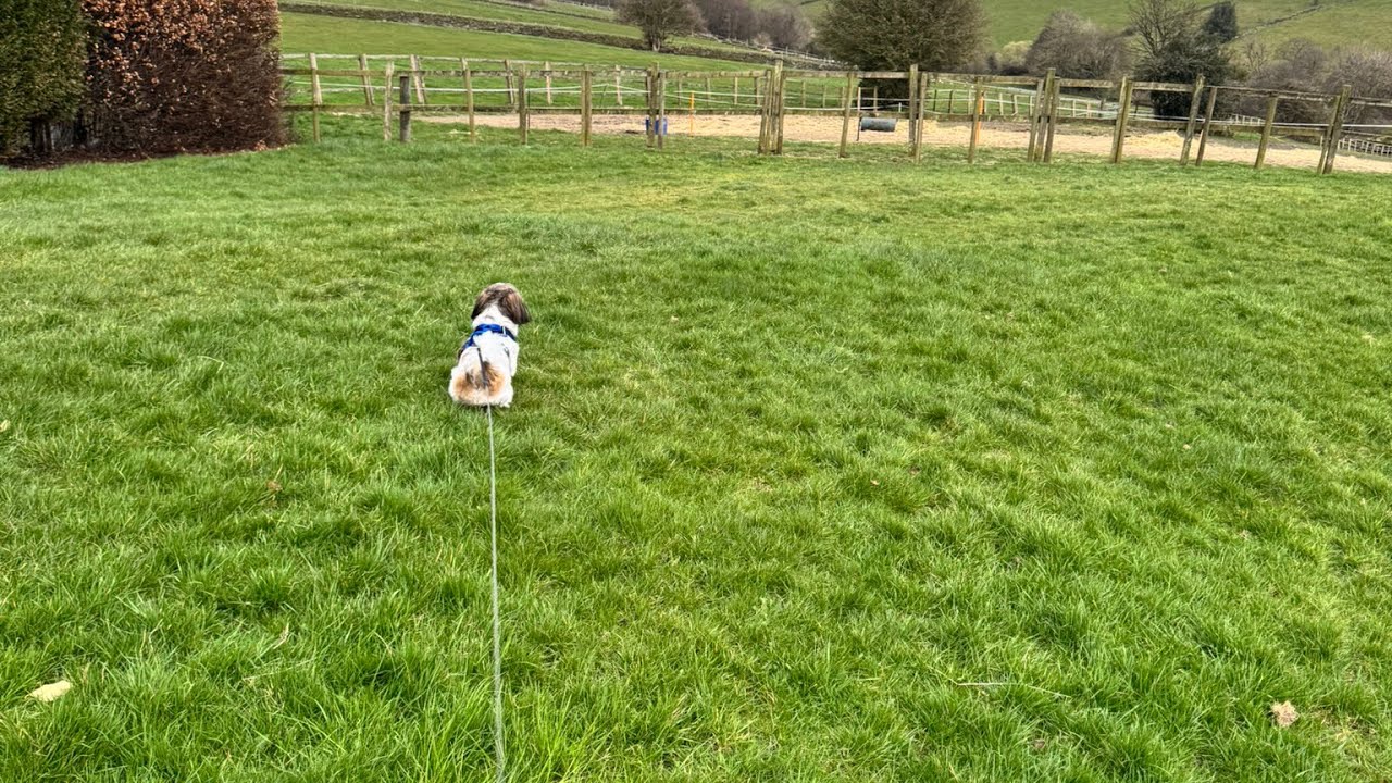 NEW DOG TRAINING TECHNIQUES LIVE SHOW LIVE 