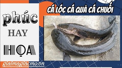 Mơ Thấy Cá Lóc Cá Chuối Cá Quả Điềm Gì ☯ GiaiMaGiacMo.vn👁 Giải Mã Giấc Mơ Cá Lóc Cá Chuối✅CHÍNH XÁC