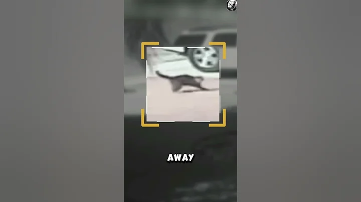 Cat Saves Child from Attacking Dog!😱