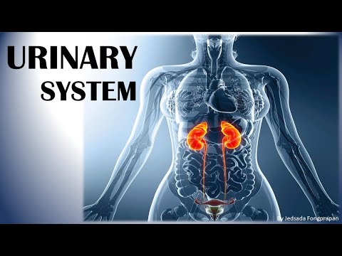 ระบบขับถ่ายปัสสาวะ(Urinary System)