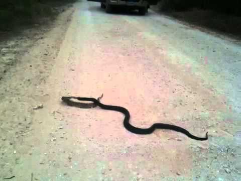 Rattle snake vs Black Indigo 2