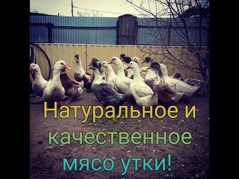 Утки на мясо! Как вырастить крупных уток? Какую породу выбрать?
