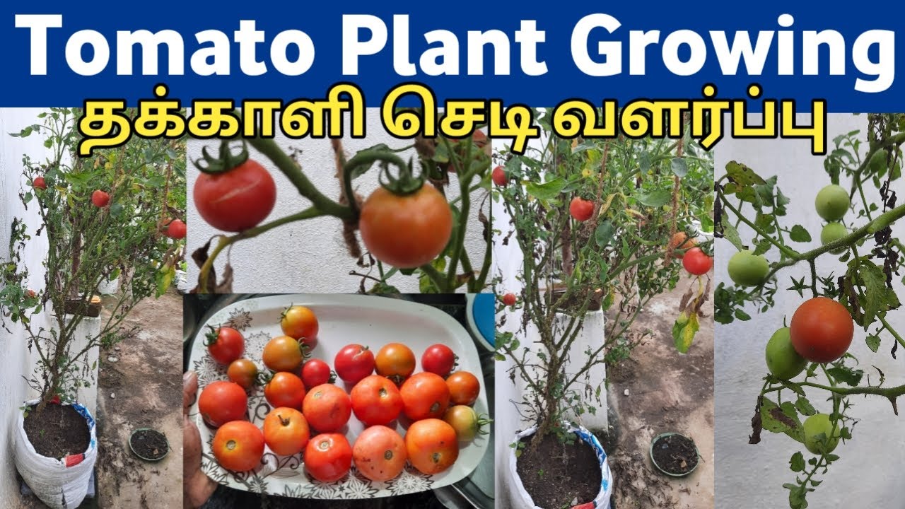 How to grow tomatoes at home tamil தக்காளி செடி வளர்ப்பது எப்படி tomato