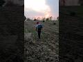 Mung Ki Fasal Me Spre🌾 || Desi village Farmer Life