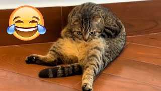 🤣🤣Friendship Dogs & Cats That Will Make Your Day Better 🐱🐶#1