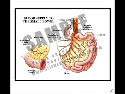 Video: Jejunum: Definisjon, Funksjon Og Anatomi, Diagram Og Forhold