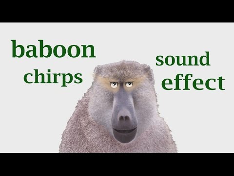 The Animal Sounds: Baboon Sound Loud / Sound Effect / Animation 