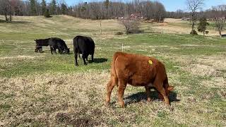 Regenerative Agriculture and Virginia Black Angus Cattle