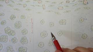 Cartilage histology explained