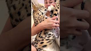 Bottle feeding a serval cat Bottle feeding a serval cat